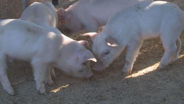 A kép illusztráció! (Fotó: Ujházi György)