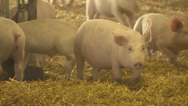 Az afrikai sertéspestis emberre nem veszélyes, de a vírus terjedése és esetleges magyarországi megjelenése negatív irányba befolyásolná a gazdaságot. A hatóságok fokozottan figyelnek a biztonsági előírásokra annak érdekében, hogy elkerülje hazai disznó ta