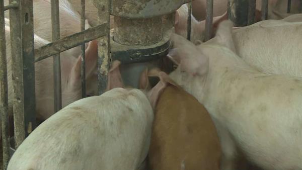 Az afrikai sertéspestis emberre nem veszélyes, de a vírus terjedése és esetleges magyarországi megjelenése negatív irányba befolyásolná a gazdaságot. A hatóságok fokozottan figyelnek a biztonsági előírásokra annak érdekében, hogy elkerülje hazai disznó ta