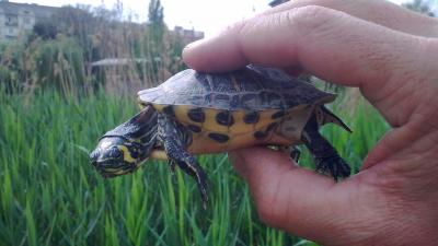 Fotó: herpterkep.mme.hu