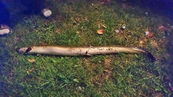 Angolna a Peresi-holtágból (Fotó: Hliva Sándor)