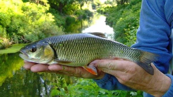 Domolykó – Fotó: Tószögi György