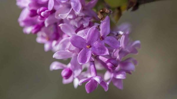 Orosháza, 2017. október 14.
Virágzik a májusi orgona (Syringa vulgaris) a szokatlan melegben a Békés megyei Orosházán 2017. október 14-én.
MTI Fotó: Rosta Tibor