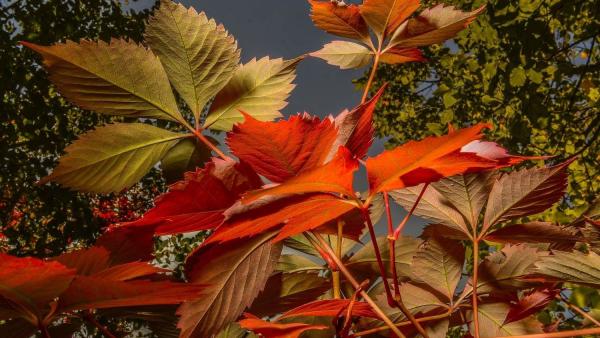 MTI fotó: Czeglédi Zsolt