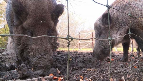  A Körösvölgyi Látogatóközpont és Állatpark 2017. november 5-én, vasárnap tartotta szezonzáró rendezvényét, ahol a látogatók tököt faragtak, majd a megmaradt tökbelet látványetetésen adták oda vaddisznóknak. Archív fotó: Kovács Dénes