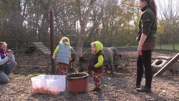  A Körösvölgyi Látogatóközpont és Állatpark november 5-én, vasárnap tartotta szezonzáró rendezvényét, ahol a látogatók tököt faragtak, majd a megmaradt tökbelet látványetetésen adták oda vaddisznóknak. Fotó: Kovács Dénes