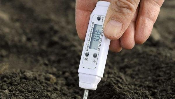 Egy leszúrt digitális talajhőmérő – illusztráció (MTVA Fotó: Oláh Tibor)