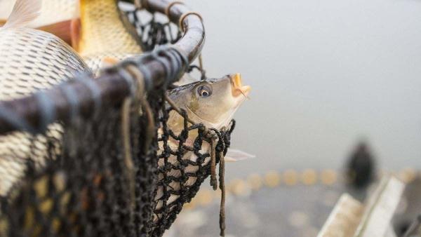 Illusztráció (MTI Fotó: Balázs Attila)