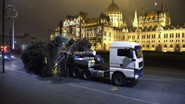 Az ország karácsonyfája pénteken érkezett meg Budapestre, a Kossuth térre (MTI fotó: Máthé Zoltán)
