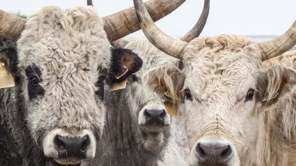 Archív fotó: Boldog Gusztáv