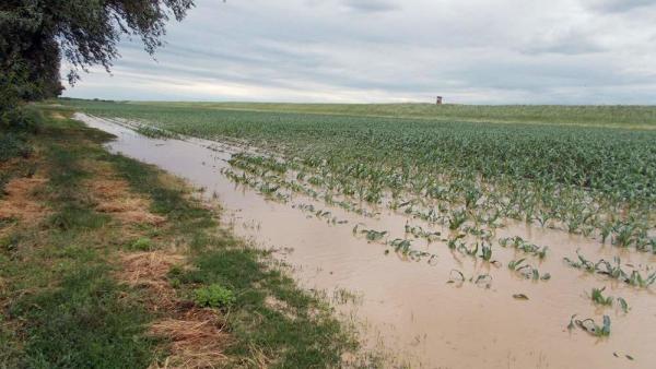 Fotó: Reszler Márton/ Agroinform