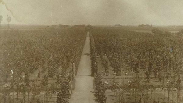Stark Adolf szőlője a Veszei híd mögött, 1904 júliusában 