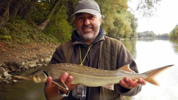 Kecsege a Szamosból – Fotó: Sallai Zoltán