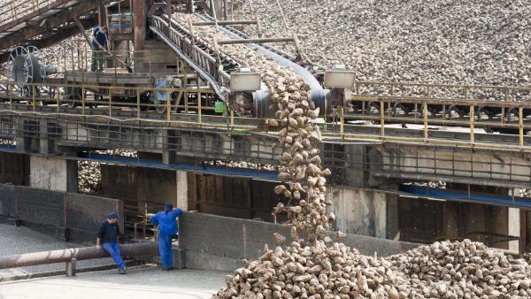 Cukorrépa. Archív fotó: MTI/Varga György