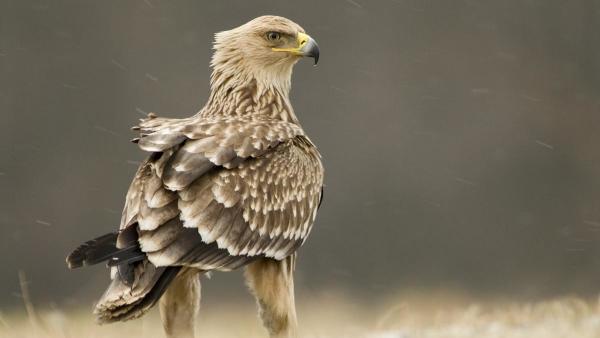 Parlagi sas (fotó: Máté Bence)