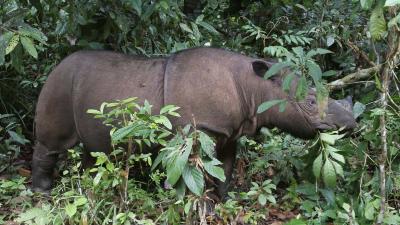 A Ratu nevű példány 2010-ben a Way Kambas Nemzeti Park szumátrai rinocéroszoknak fenntartott menedékében. (Fotó: Reuters/Supri)