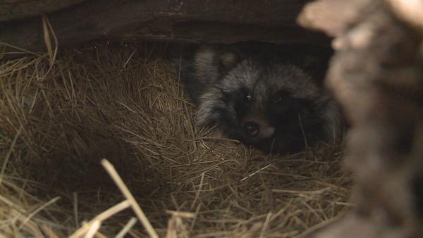 A szakembereknek meleg vackot kell készíteniük egyes állatok számára, többször kell aljazni és bővebben kell takarmányozni. Fotó: Tóth Áron