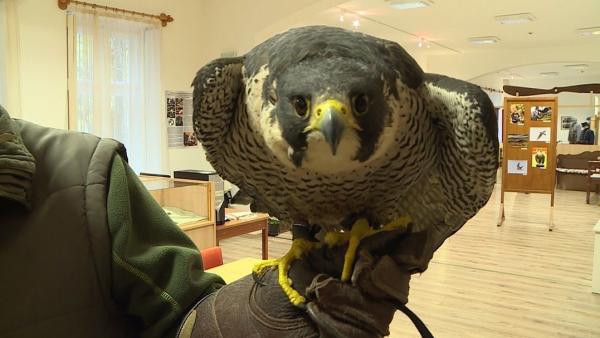 (Fotó: Kugyelka Attila)