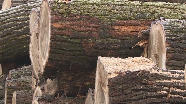 Illusztráció: behir.hu