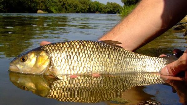 Fotó: Tószögi György