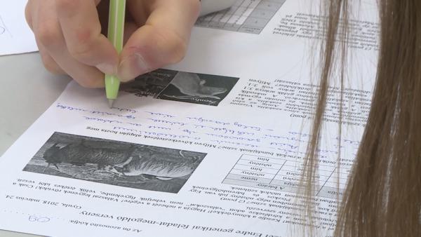 A Gyulai Erkel Ferenc Gimnázium megyei versenyén a tanulóknak olyan genetikai témájú feladatokat kellett megoldani, amelyek a gondolkodóképességüket tették próbára. Fotó: Kugyelka Attila