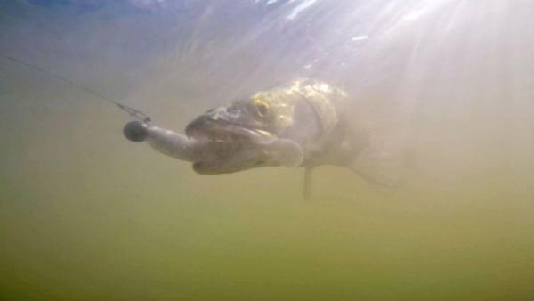 Fotó: Tószögi György