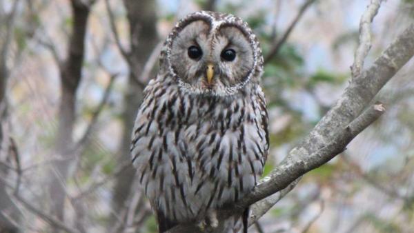 Uráli bagoly. Fotó: sokszinuvidek.24.hu