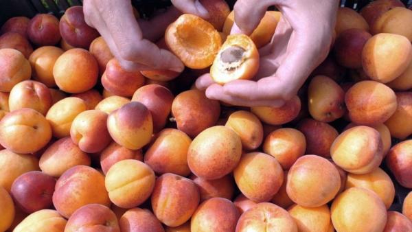 (MTI Fotó: Balaton József)