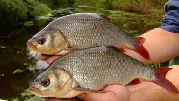 Jászkeszegek az Élővíz-csatornából – Fotó: Tószögi György