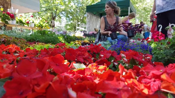 Illusztráció: Kovács Dénes