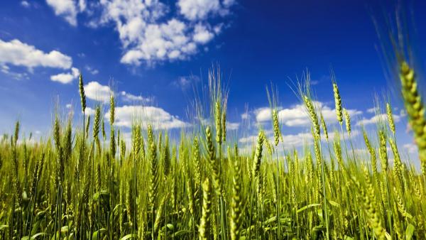 Fotó: borealis-lat.com/hu