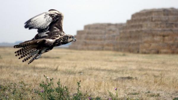 Kerecsensólyom (Falco cherrug) repül Fotó forrás: sokszinuvidek.24.hu / MTI