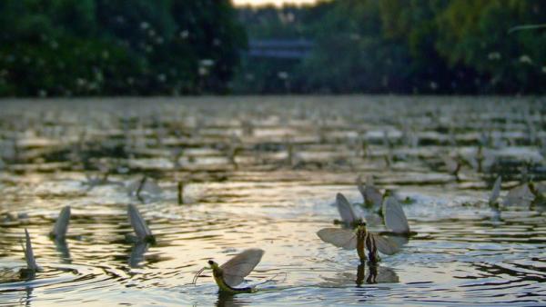Illusztráció (fotó: Tószögi György)