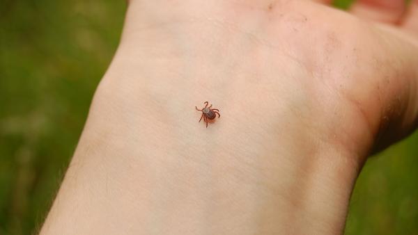 Fotó: Magyar Kullancsszövetség