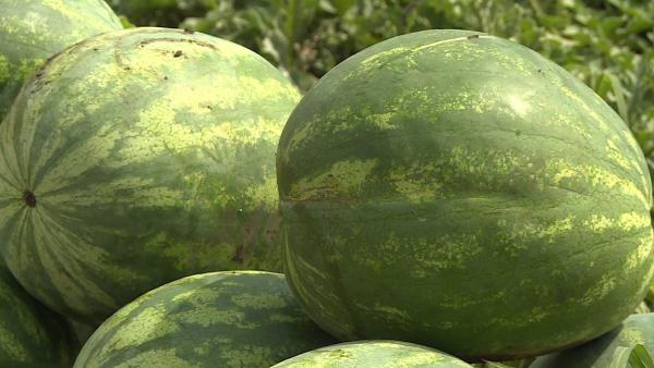 Illusztráció: behir.hu