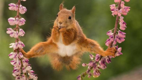 Spárgázó mókus. Forrás: Comedy Wildlife Photography Awards