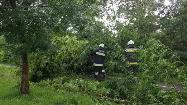 Kerékpárútra dőlt egy fa Békéscsaba és Békés között. Fotó: Kovács Dénes
