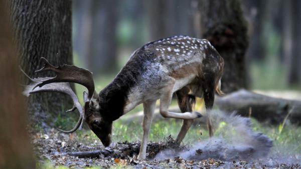 Dámszarvasbika (Dama dama) a SEFAG Zrt. lábodi erdészetének területén 2017. október 18-án. Október elejétõl november közepéig tart a dámvadak párzása, üzekedése, azaz barcogása.
MTI Fotó: Kovács Attila