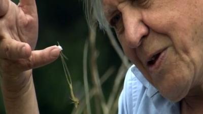Sir David Attenborough with Joe Petersburger and the mayflies... (Youtube)
