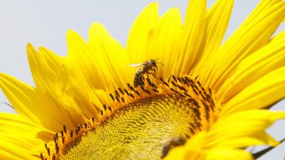 Virágport gyûjt egy méh egy virágzó napraforgón (Helianthus annuus) a Somogy megyei Szõkedencs határában 2018. június 21-én.
MTI Fotó: Varga György