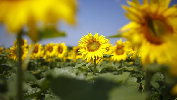 Szõkedencs, 2018. június 21.Virágzik a napraforgó (Helianthus annuus) a Somogy megyei Szõkedencs határában 2018. június 21-én.MTI Fotó: Varga György