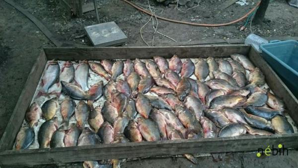 Fotó: portal.nebih.gov.hu