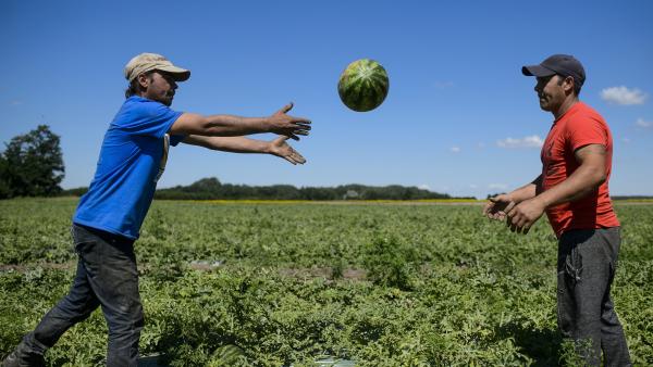 Görögdinnyét pakolnak munkások egy dinnyeföldön a Heves megyei Csány közelében 2018. július 2-án. MTI Fotó: Komka Péter