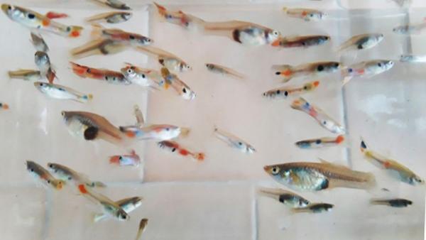 Színpompás hím és fakóbb nőstény guppik a csatornából (Sólyom Norbert felvétele) – Forrás: haltanitarsasag.hu