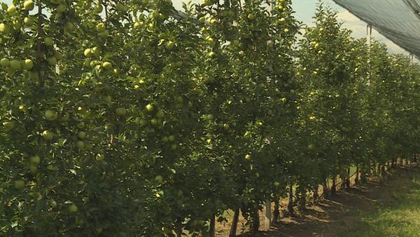 Rengeteg almát jósolnak a szakemberek.
Fotó: Tóth Áron