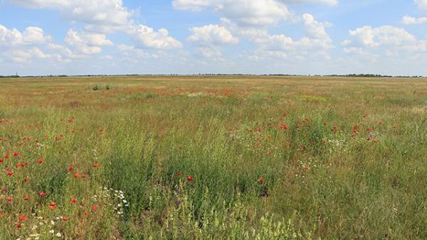 Illusztráció: kmnp.hu / Balogh Gábor