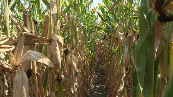 (Fotó: Kovács Dénes)