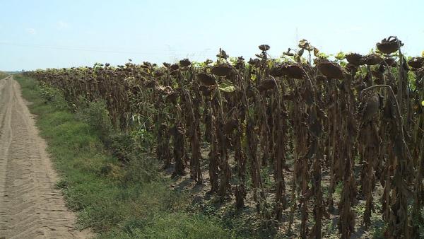 Fotó: Kovács Dénes