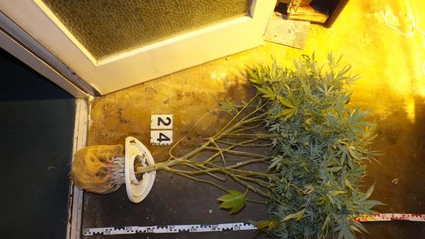 Az egyik tő vadkender, amit a gyulai lakásban találtak. Fotó: police.hu