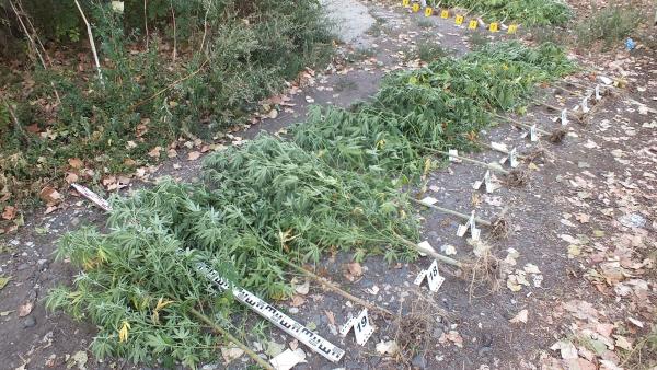 48 tő vadkendert talált a rendőrség egy orosházi tanyánál. Fotó forrás: police.hu